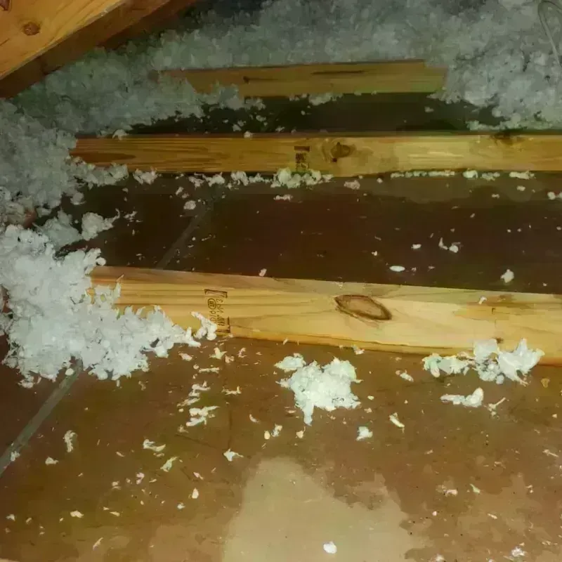 Attic Water Damage in Hollywood Park, TX