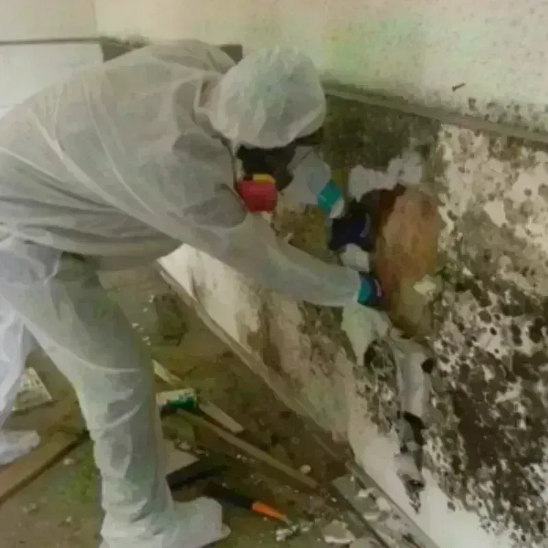 Mold Remediation and Removal in Hollywood Park, TX